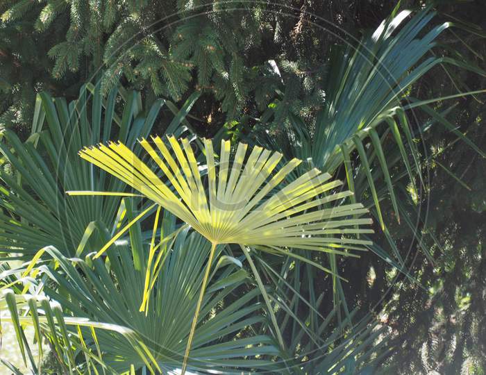 Palm Tree Leaf Background