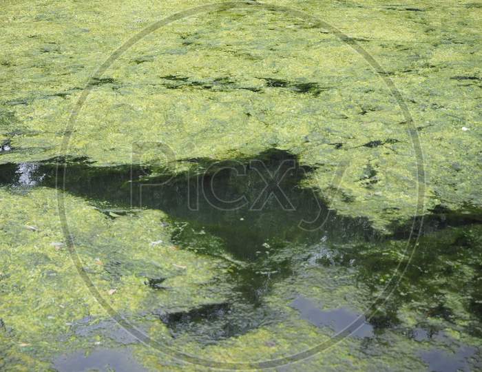 Algae Floating On Water