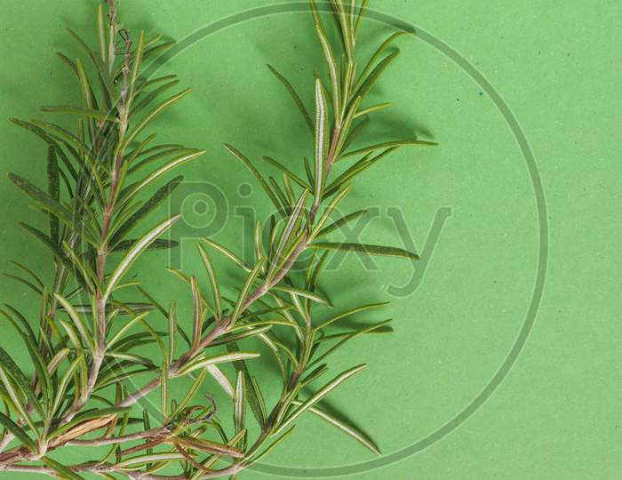 Rosemary (Rosmarinus) Plant Over Green With Copy Space