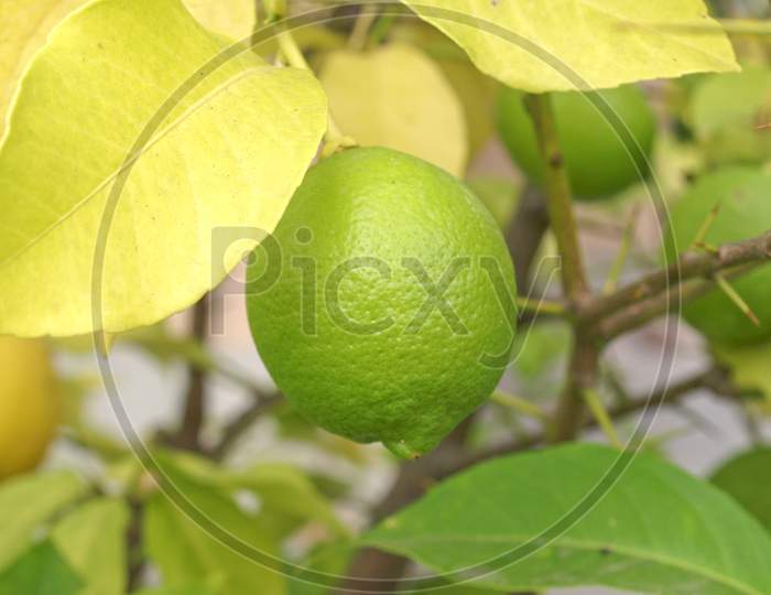 Lemon Picture