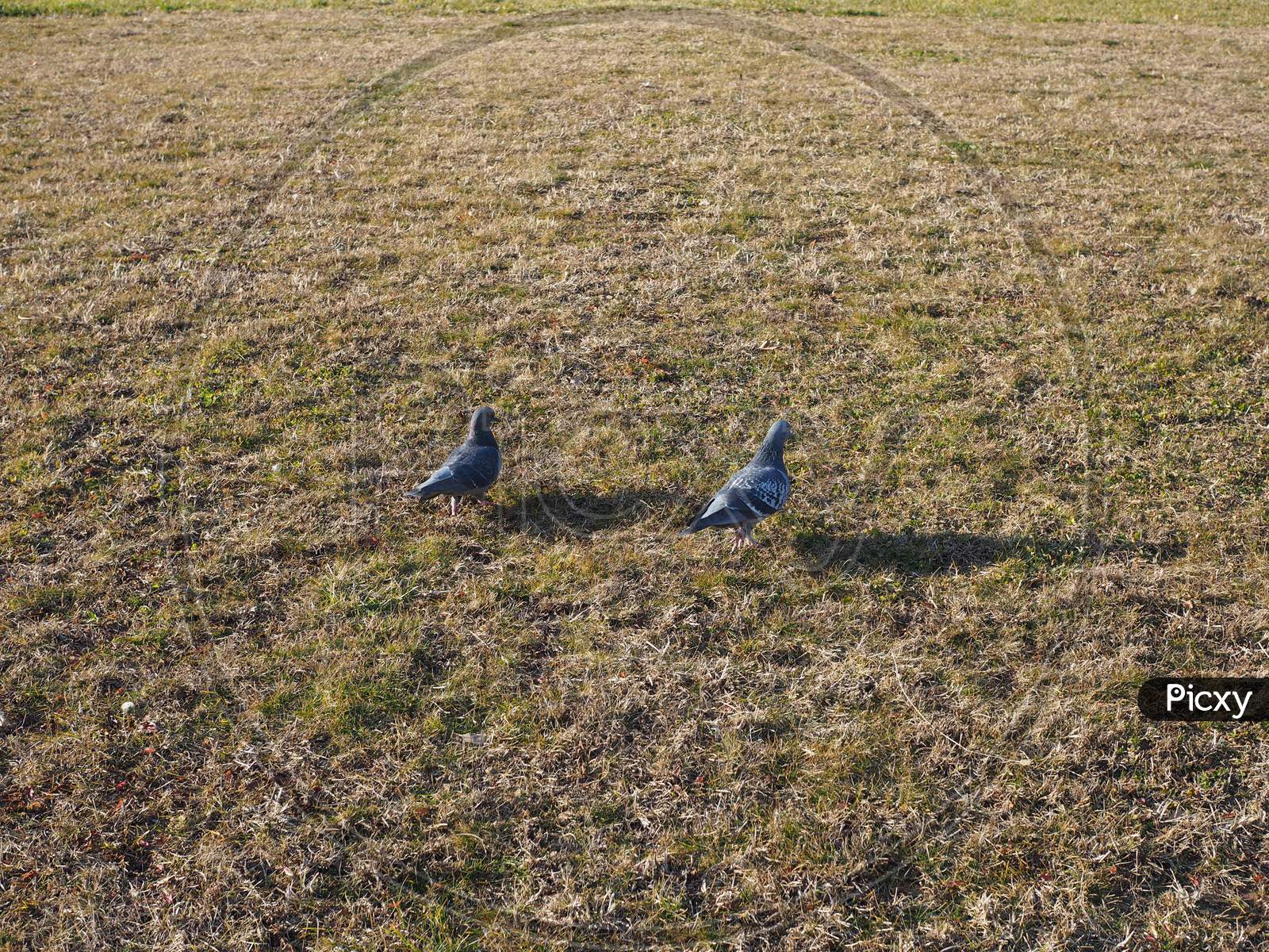 Pigeon Bird Animal In The Grass