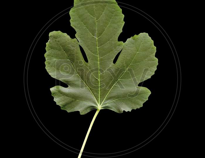 Fig Leaf Isolated