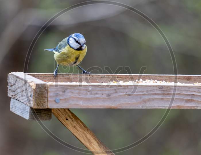 Blue Tit On A Wooden Table Looking For Food