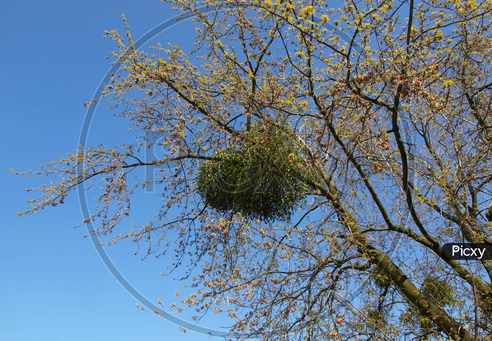 Nest On Tree