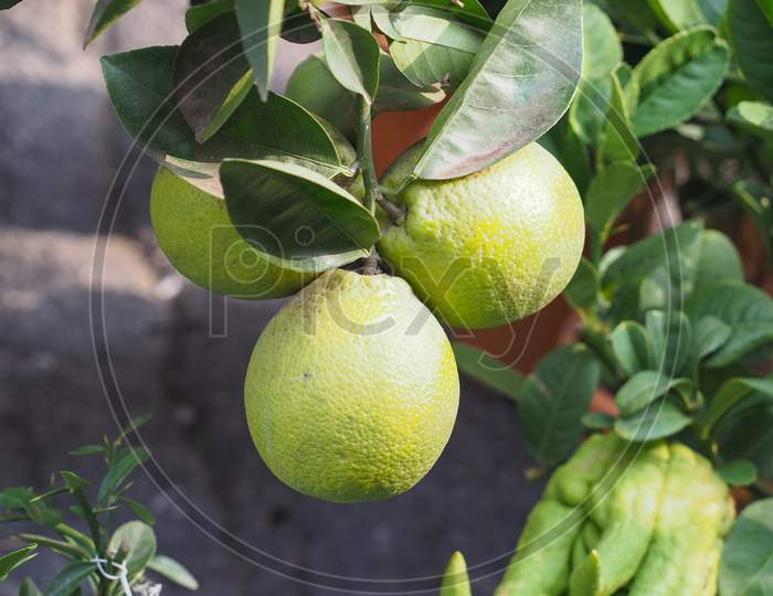 Orange (Citrus Sinensis) Plant With Fruit
