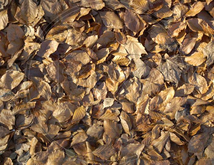 Fallen Leaves Background