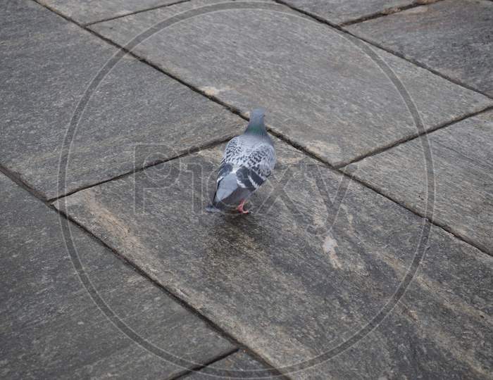 Domestic Pigeon Animal Of Class Aves (Birds)