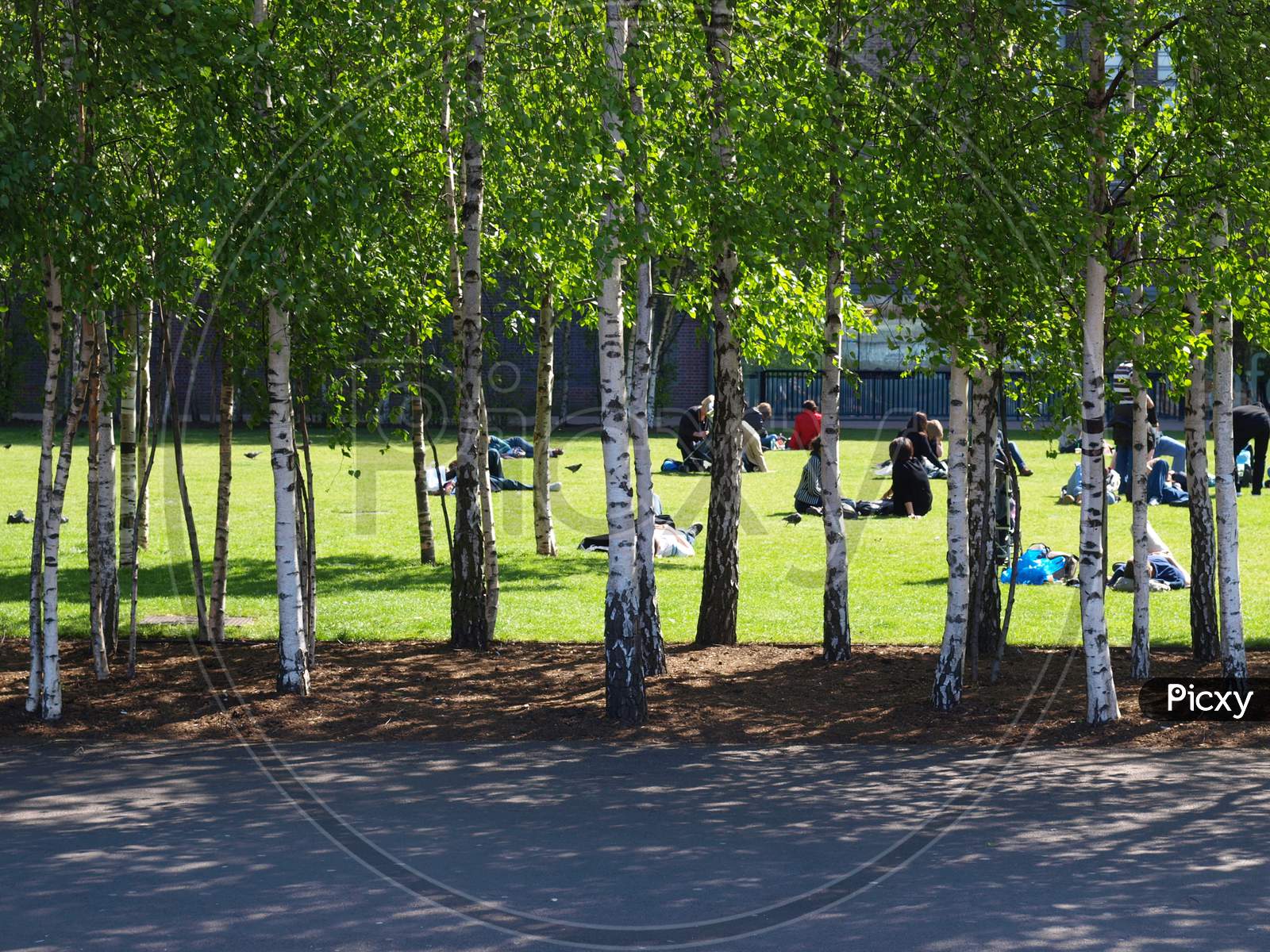 Birch Trees In The Park