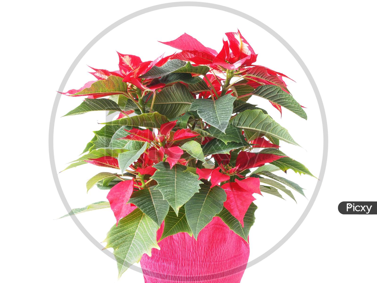 Image of Christmas Star Plant (Poinsettia Euphorbia Pulcherrima) Red