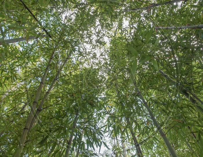 Bamboo Tree (Bambusoideae)