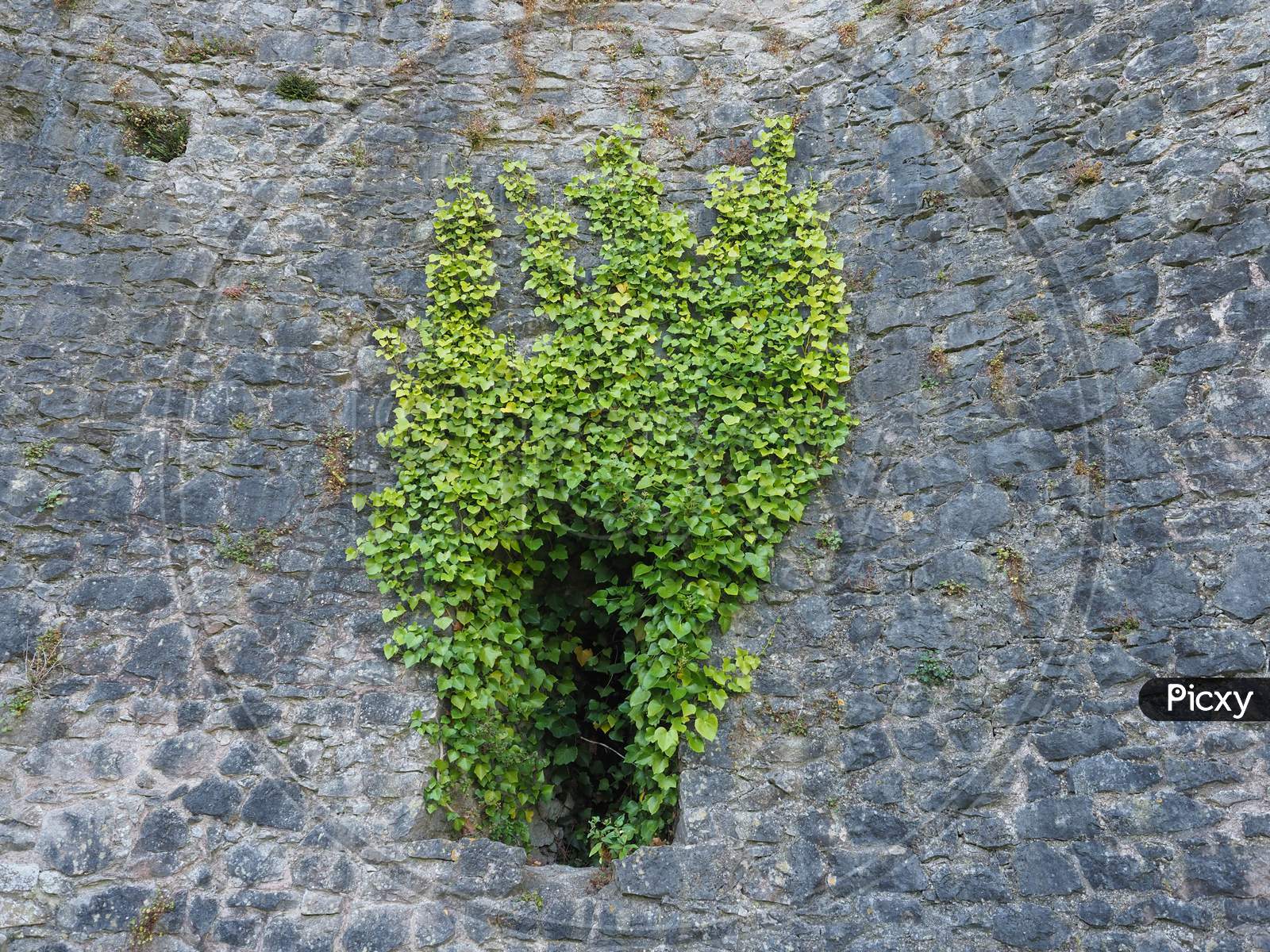 Ivy Plant And Stone Wall Background