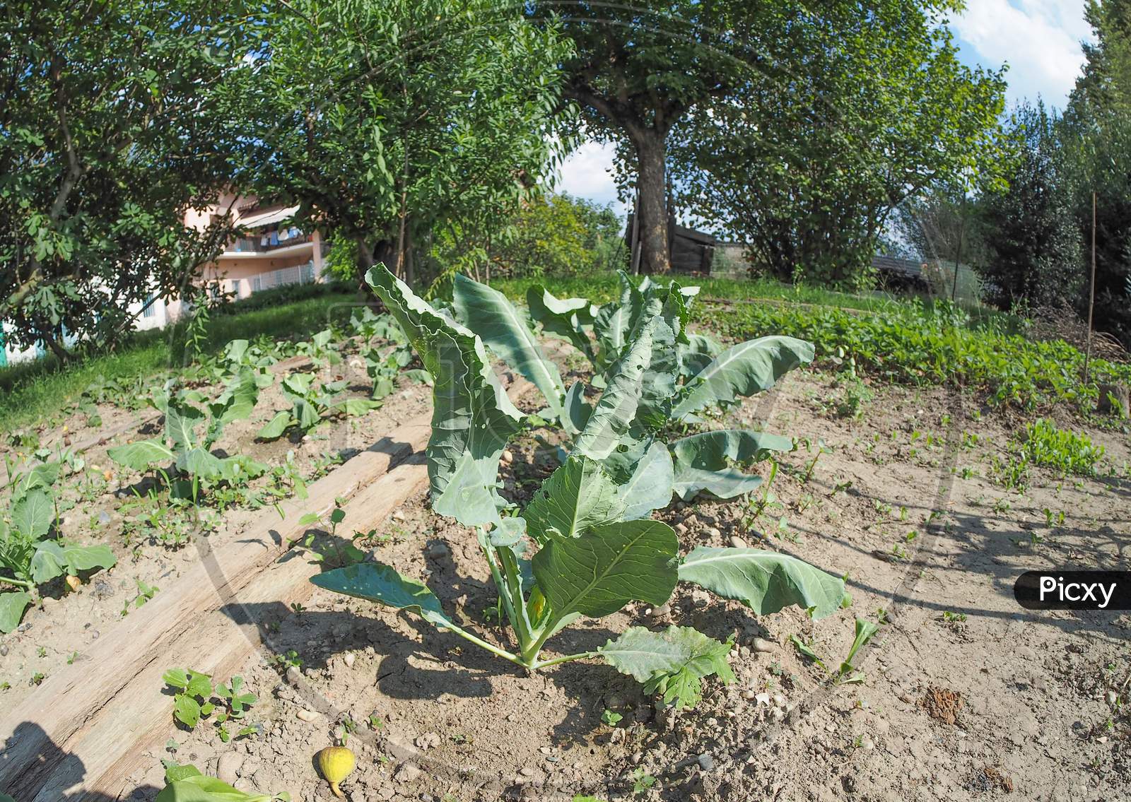 Vegetable Garden With Cabbage Plants