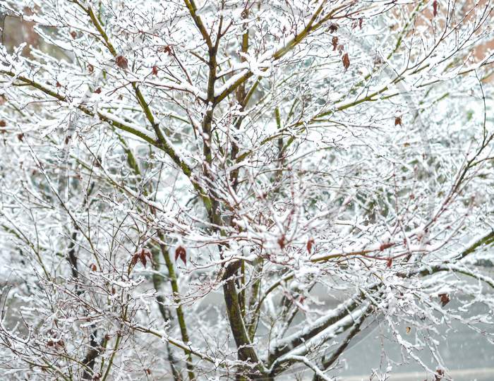 Winter Scene With Snow - Acer Tree