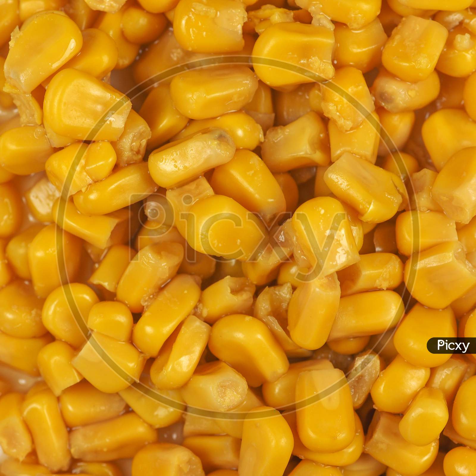 Maize Corn Food