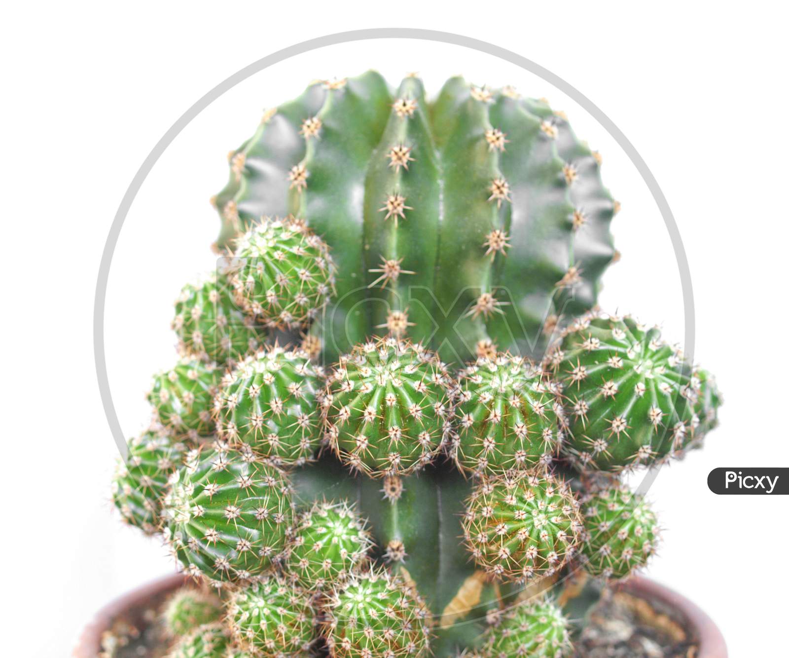 Cactus Plant (Cactaceae)