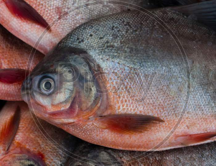 Closeup Shot Of Red-Bellied Pacu Fish.