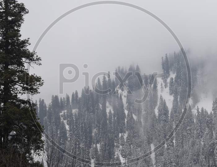 winter scene with pine trees and mountains covered with snow and fog