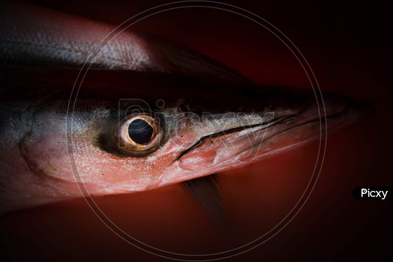 Close-Up Shot Of Obtuse Barracuda Fish Head Region.