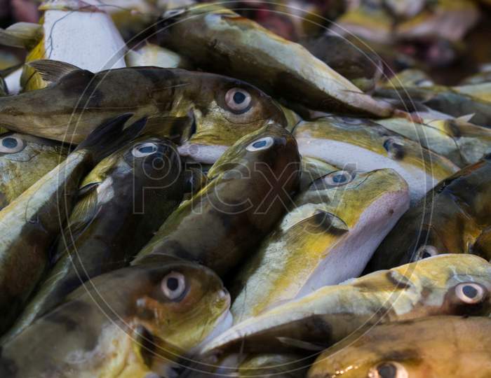 Smoothback Pufferfish (Lagocephalus Inermis) For Sale In The Fish Market In Mangalore Harbour, Karnataka.