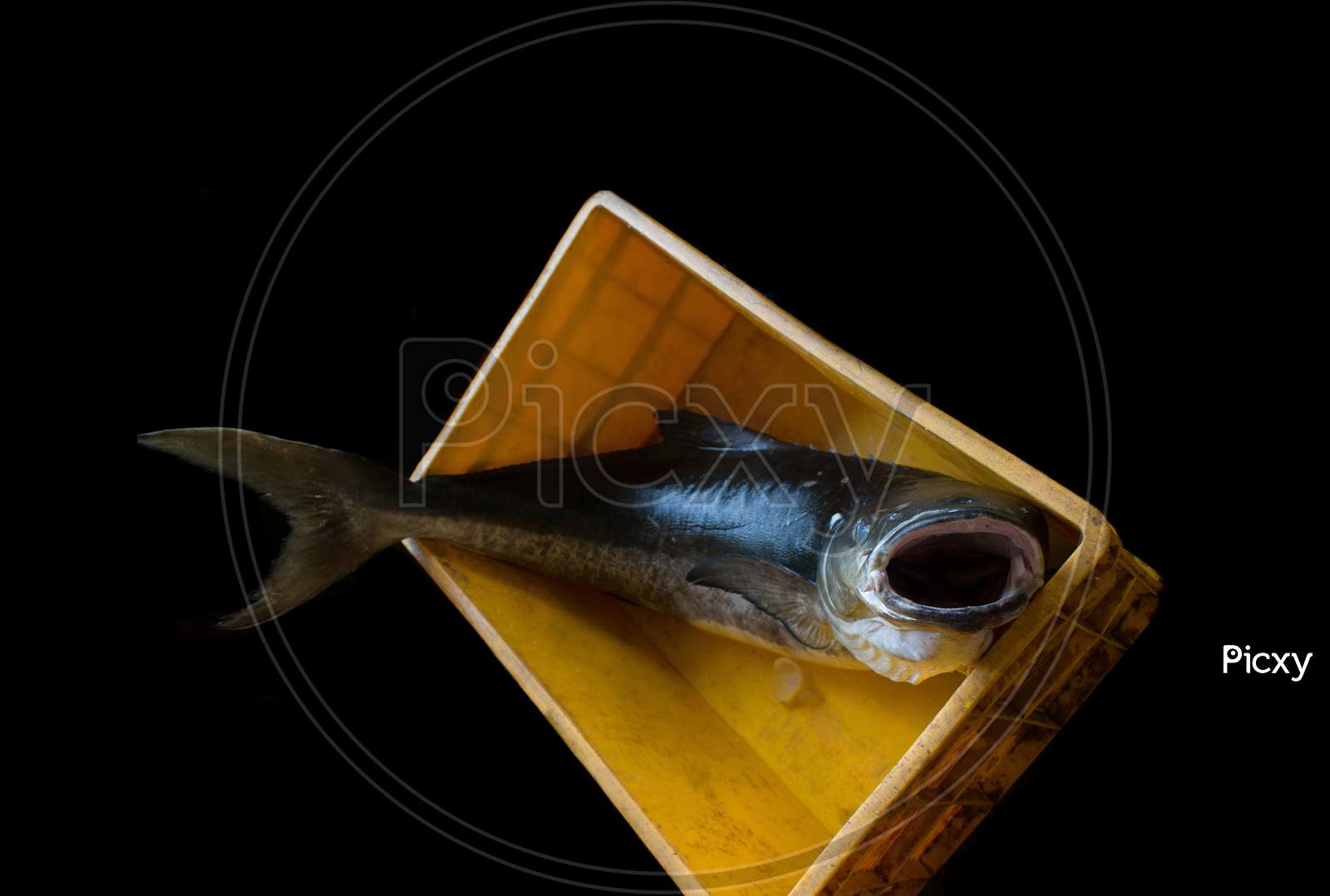 Cobia Fish Opening It'S Mouth In A Fish Container Isolated On Black.