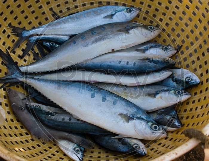 Collection Of Double-Spotted Queenfish Kept On A Container For Sale.