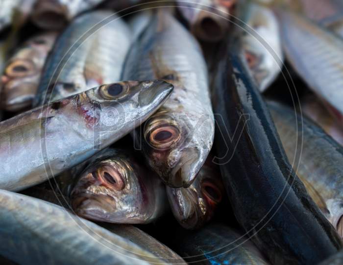 Close Up Shot Of Indian Mackerel Fish With Shallow Depth Of Field.