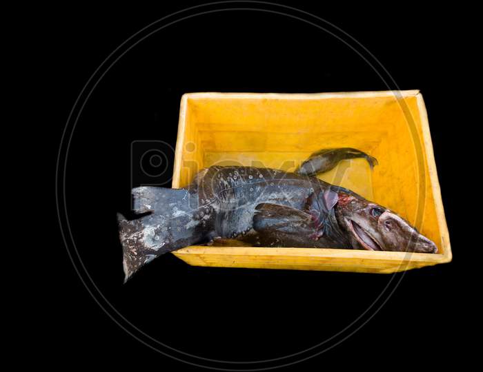 Deep Sea Fish Kept On A Crate Isolated On Black.