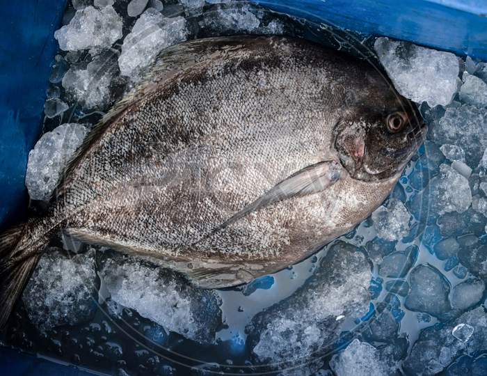 Top View Of Black Pomfret Fish Kept On Ice In A Container.