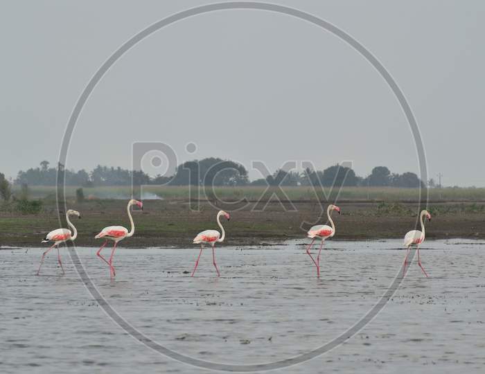 Panoramic Landscape View Of A Flamboyance Of Beautiful Migratory Flamingos Wading Through Waters Of Ujani Dam At Bhigwan, Maharashtra, India