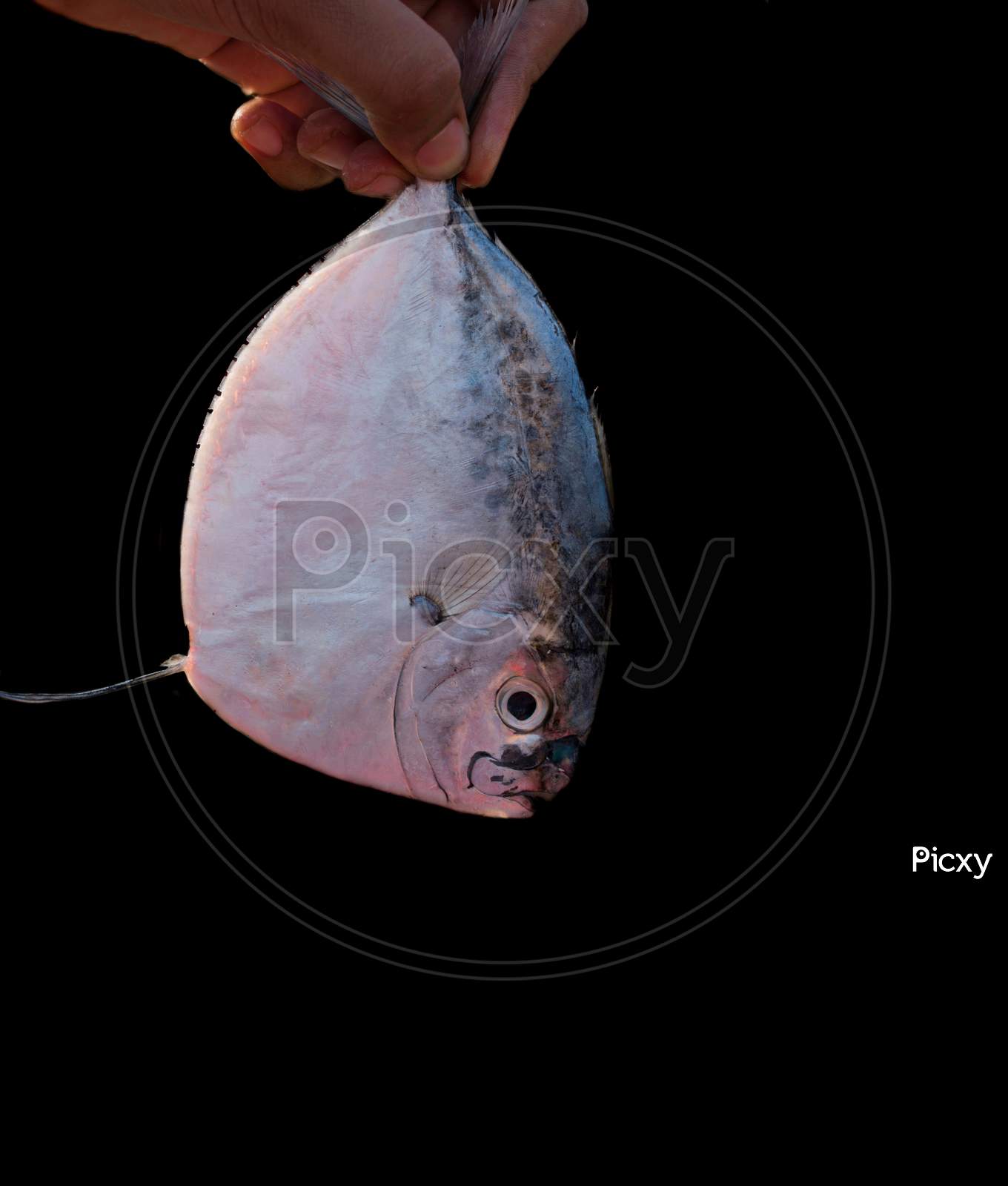 Human Hand Holding Beautiful Mene Fish Also Known As The Moon Fish Isolated On Black.