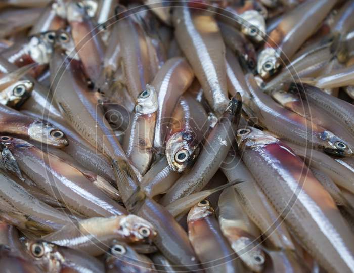 Close-Up Shot Of Anchoviella Lepidentostole Brazilian Fish For Sale In Mangalore Harbour, India