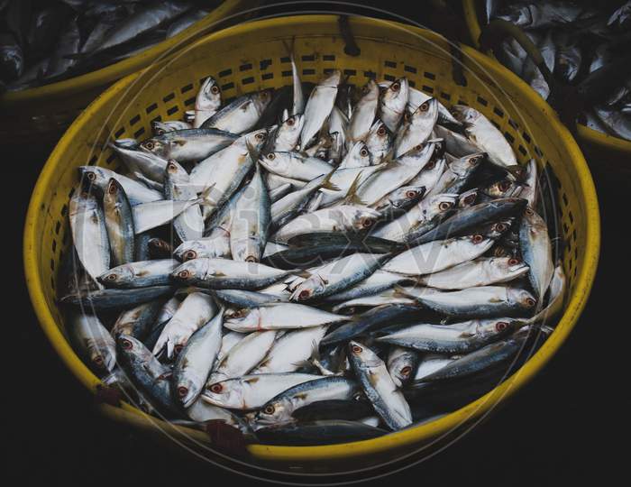 Collection Of Indian Mackerel In A Fish Container For Sale In The Market.