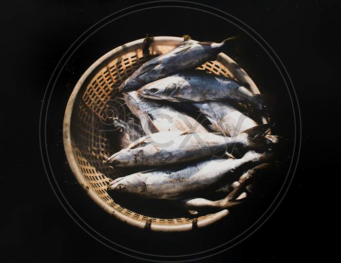 Group Of Silver Catfish In A Fish Container Isolated On Black.