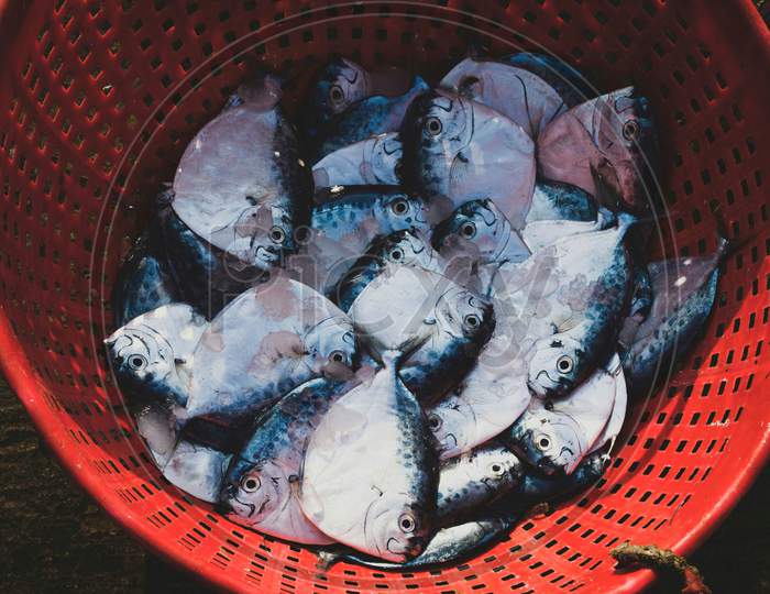 Collection Of Razor Moonfish On A Container For Sale.