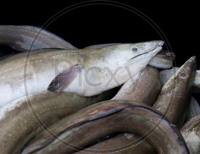 Collection Of Conger Eels Isolated On Black.