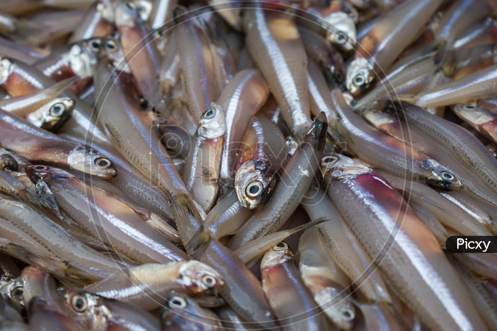 Close-Up Shot Of Anchoviella Lepidentostole Brazilian Fish For Sale In Mangalore Harbour, India