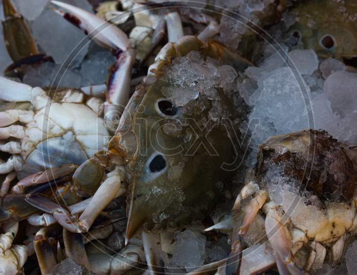Collection Of Chesapeake Blue Crab On Ice For Sale In The Market.