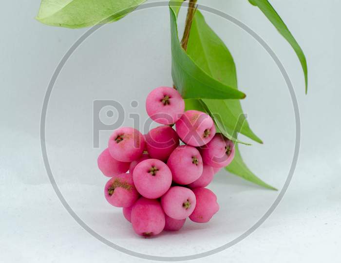Lilly Pilly Called Riberry
