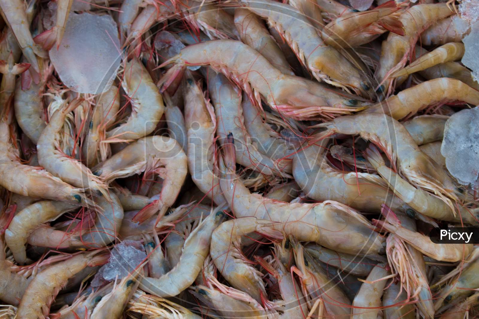 Collection Of Caridean Shrimp Kept In Ice For Sale In The Market.