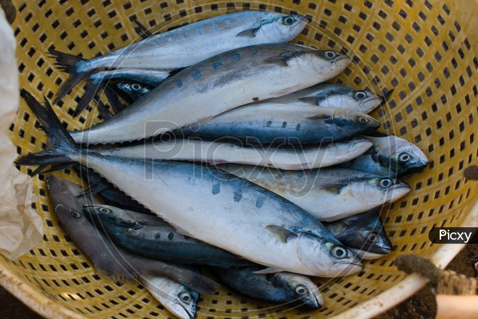 Collection Of Double-Spotted Queenfish Kept On A Container For Sale.
