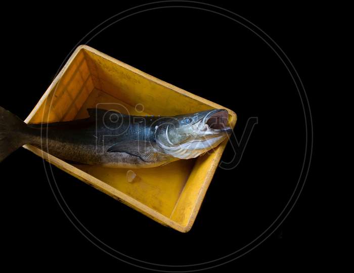 Cobia Fish Opening It'S Mouth In A Fish Container Isolated On Black.