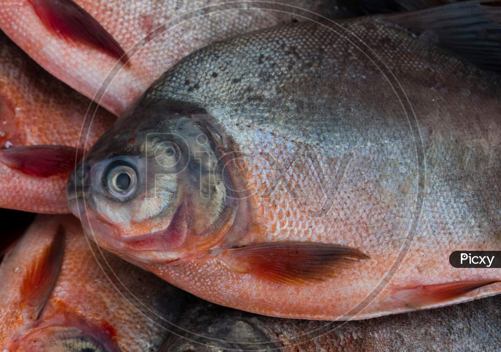 Closeup Shot Of Red-Bellied Pacu Fish.