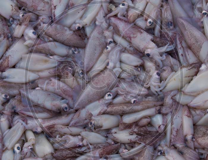 Collection Of Squid Seafood For Sale In The Market.