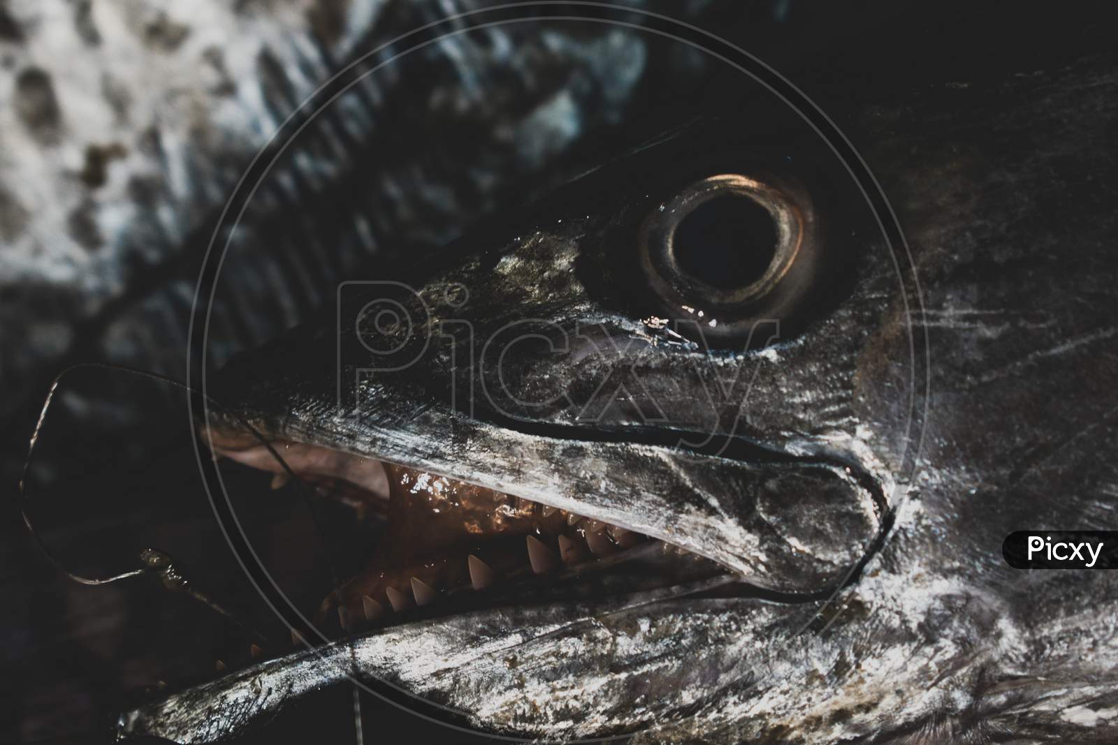 Close Up Shot Of Spanish Mackerel Head With Eyes And Sharp Tooth.