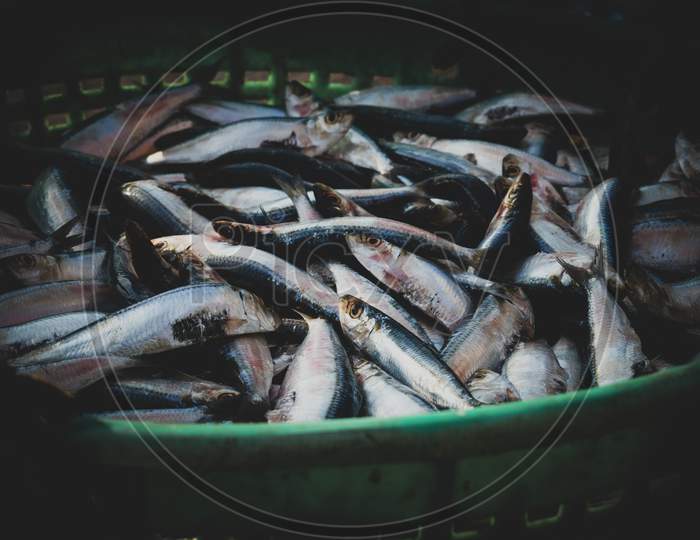 Collection Of Fresh Sardine Fish For Sale In The Fishmarket.