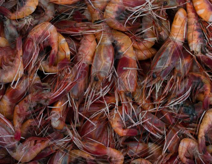 Collection Of Red Prawns Background.