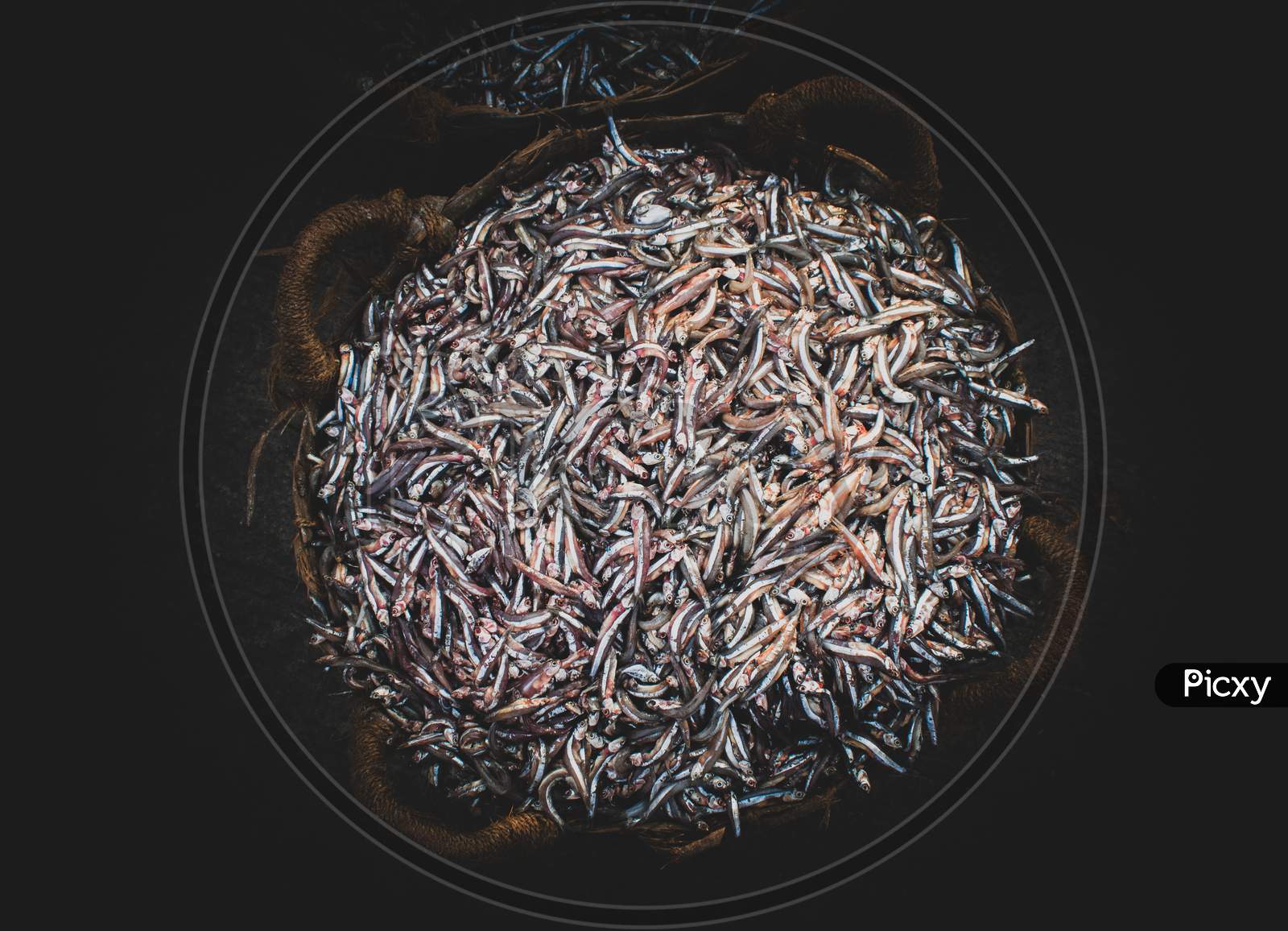 Collection Of Anchoviella Lepidentostole Fish In The Basket For Sale.