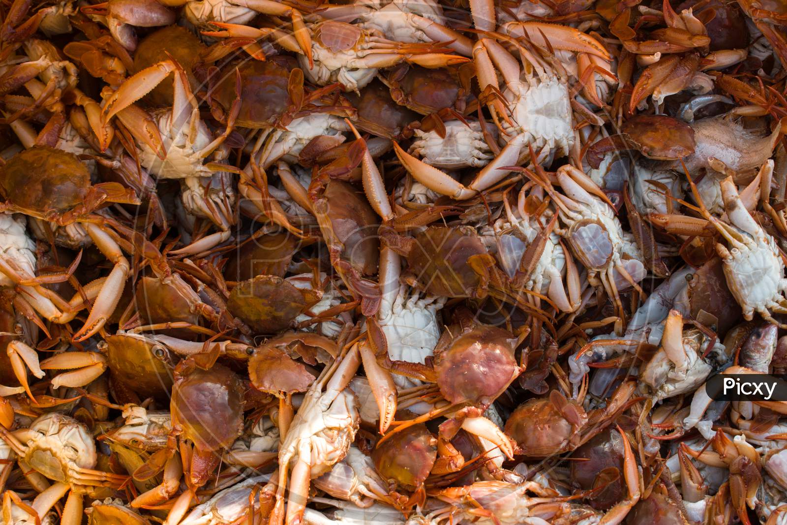Collection Of Large Quantity Red Seacrabs For Export With Shallow Depth Of Field.