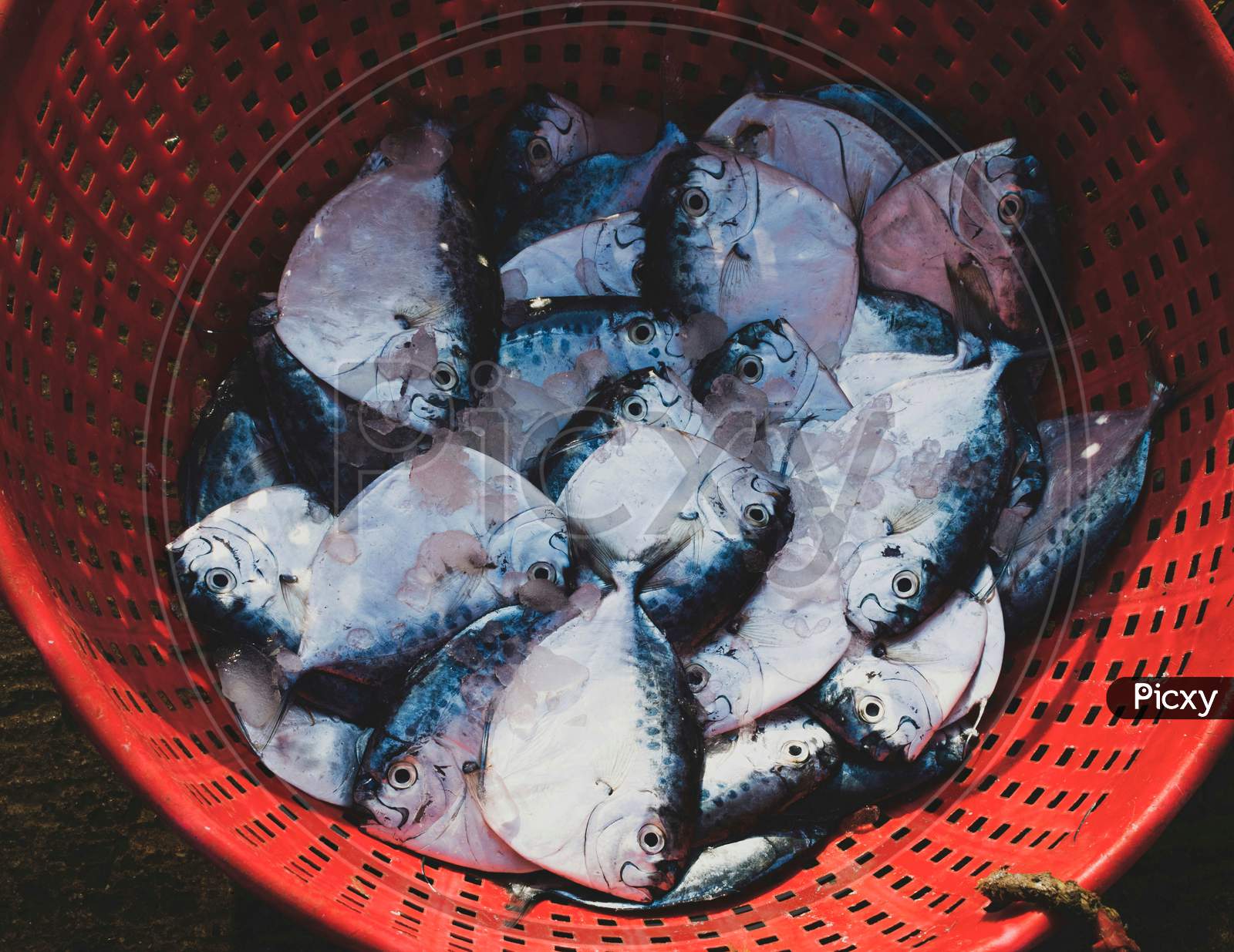 Collection Of Razor Moonfish On A Container For Sale.