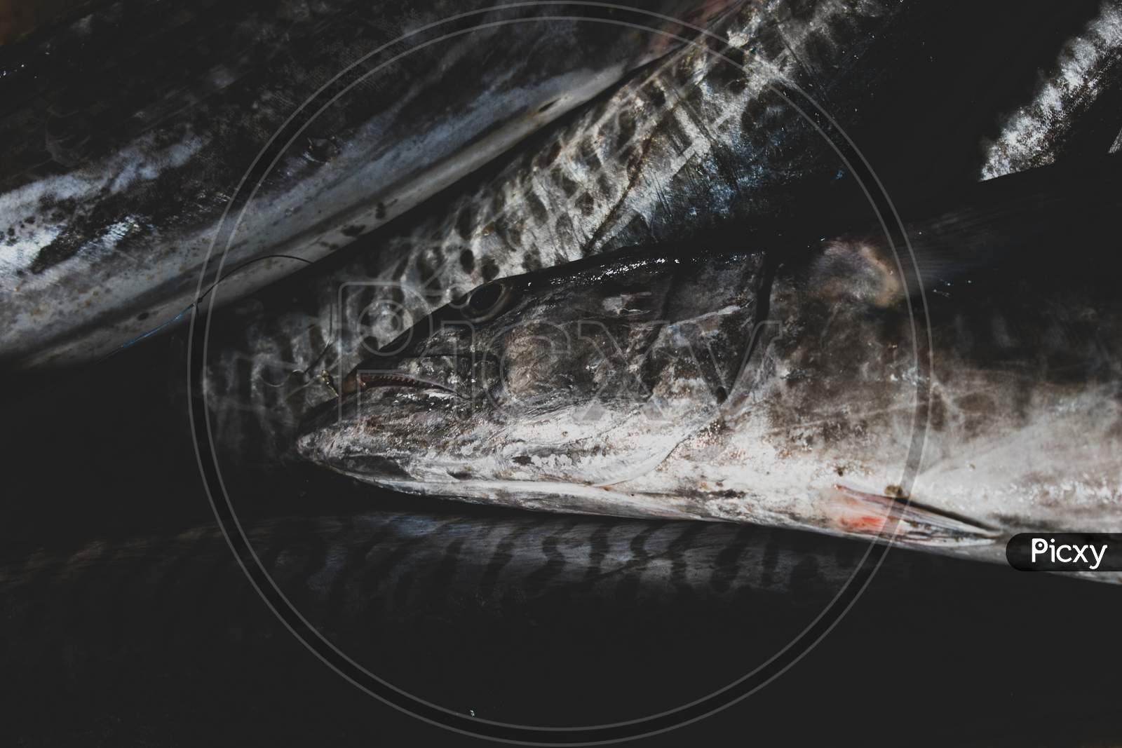 Close Up Shot Of Spanish Mackerel Fish Background.